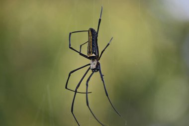 Nefila pilipes örümceği. Diğer adları Altın Küre Dokumacı ve Dev Altın Küre Dokumacı. Bu bir altın küre ağ örümceği türüdür. Ormandaki ağında büyük bir örümcek.