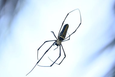 Nephila pilipes spider. Its other names golden orb weaver and giant golden orb weaver. This is a species ofgolden orb web spider. A big spider on its web in the forest. clipart