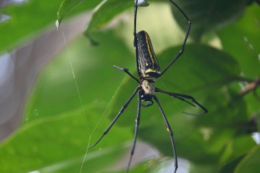 Nephila pilipes spider. Its other names golden orb weaver and giant golden orb weaver. This is a species ofgolden orb web spider. A big spider on its web in the forest. clipart