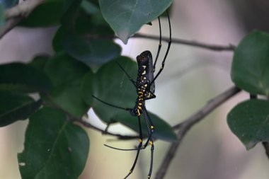 Nephila pilipes spider. Its other names golden orb weaver and giant golden orb weaver. This is a species ofgolden orb web spider. A big spider on its web in the forest. clipart