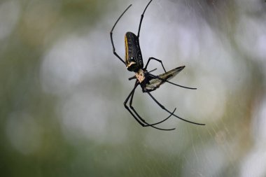 Nefila pilipes örümceği. Diğer adları Altın Küre Dokumacı ve Dev Altın Küre Dokumacı. Bu bir altın küre ağ örümceği türüdür. Ormandaki ağında büyük bir örümcek.