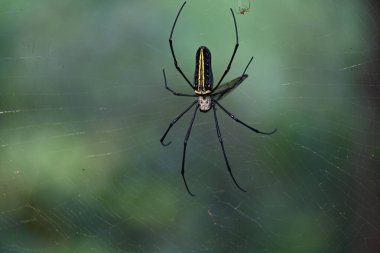 Nefila pilipes örümceği. Diğer adları Altın Küre Dokumacı ve Dev Altın Küre Dokumacı. Bu bir altın küre ağ örümceği türüdür. Ormandaki ağında büyük bir örümcek.