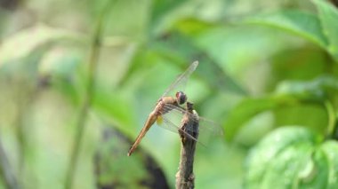 Pantala flavescens yusufçuk böceği. Diğer adları dünya gezgini, gezgin yusufçuk böceği ve planör. Bu, Libellulidae familyasının geniş bir yelpazesidir.. 