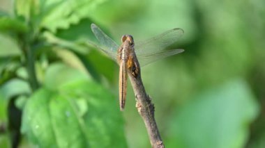 Pantala flavescens yusufçuk böceği. Diğer adları dünya gezgini, gezgin yusufçuk böceği ve planör. Bu, Libellulidae familyasının geniş bir yelpazesidir.. 