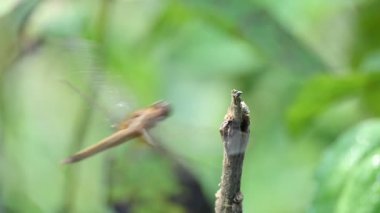 Pantala flavescens yusufçuk böceği. Diğer adları dünya gezgini, gezgin yusufçuk böceği ve planör. Bu, Libellulidae familyasının geniş bir yelpazesi. Yavaş çekim videosu. 