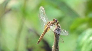 Pantala flavescens yusufçuk böceği. Diğer adları dünya gezgini, gezgin yusufçuk böceği ve planör. Bu, Libellulidae familyasının geniş bir yelpazesi. Yavaş çekim videosu. 