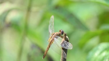 Pantala flavescens yusufçuk böceği. Diğer adları dünya gezgini, gezgin yusufçuk böceği ve planör. Bu, Libellulidae familyasının geniş bir yelpazesi. Yavaş çekim videosu. 
