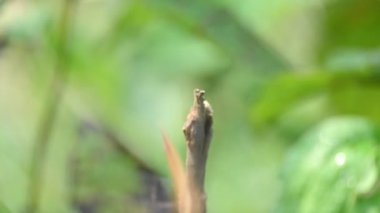 Pantala flavescens yusufçuk böceği. Diğer adları dünya gezgini, gezgin yusufçuk böceği ve planör. Bu, Libellulidae familyasının geniş bir yelpazesi. Yavaş çekim videosu. 