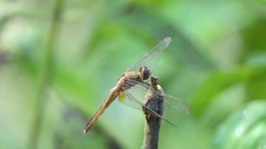 Pantala flavescens yusufçuk böceği. Diğer adları dünya gezgini, gezgin yusufçuk böceği ve planör. Bu, Libellulidae familyasının geniş bir yelpazesi. Yavaş çekim videosu. 