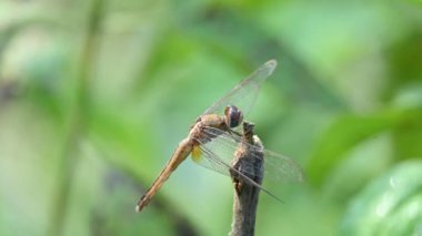 Pantala flavescens yusufçuk böceği. Diğer adları dünya gezgini, gezgin yusufçuk böceği ve planör. Bu, Libellulidae familyasının geniş bir yelpazesi. Yavaş çekim videosu. 