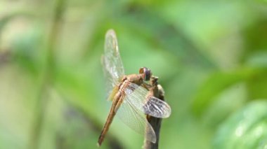 Pantala flavescens yusufçuk böceği. Diğer adları dünya gezgini, gezgin yusufçuk böceği ve planör. Bu, Libellulidae familyasının geniş bir yelpazesi. Yavaş çekim videosu. 