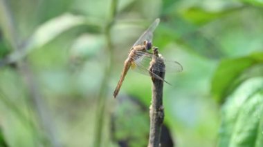 Pantala flavescens yusufçuk böceği. Diğer adları dünya gezgini, gezgin yusufçuk böceği ve planör. Bu, Libellulidae familyasının geniş bir yelpazesi. Yavaş çekim videosu. 