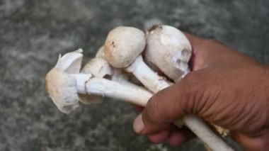 Termitomyces schimperi mantarı. Termit türü Macrotermes michaelseni ile büyük bir mantardır. Bir sürü vitamin içeriyor. Vücudumuzun bağışıklığını arttırır..