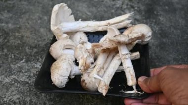 Termitomyces schimperi mantarı. Termit türü Macrotermes michaelseni ile büyük bir mantardır. Bir sürü vitamin içeriyor. Vücudumuzun bağışıklığını arttırır..