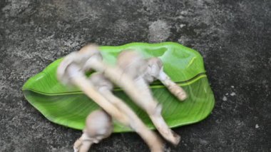 Termitomyces schimperi mantarı. Termit türü Macrotermes michaelseni ile büyük bir mantardır. Bir sürü vitamin içeriyor. Vücudumuzun bağışıklığını arttırır. Yavaş çekim.