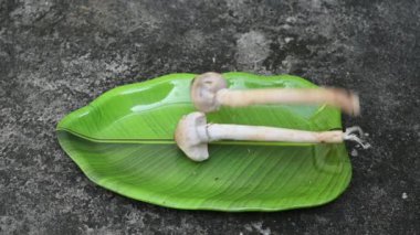 Termitomyces schimperi mantarı. Termit türü Macrotermes michaelseni ile büyük bir mantardır. Bir sürü vitamin içeriyor. Vücudumuzun bağışıklığını arttırır. Yavaş çekim.