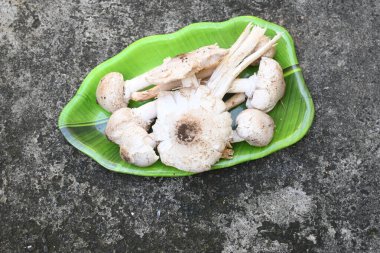 Termitomyces schimperi mantarı. Termit türü Macrotermes michaelseni ile büyük bir mantardır. Bir sürü vitamin içeriyor. Vücudumuzun bağışıklığını arttırır..