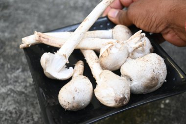 Termitomyces schimperi mantarı. Termit türü Macrotermes michaelseni ile büyük bir mantardır. Bir sürü vitamin içeriyor. Vücudumuzun bağışıklığını arttırır..