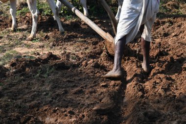 Farmer running a Wooden plow in his field.  The farmer is preparing his field for sowing. A old indian farmer running a plow with an ox. Agriculture activity. clipart