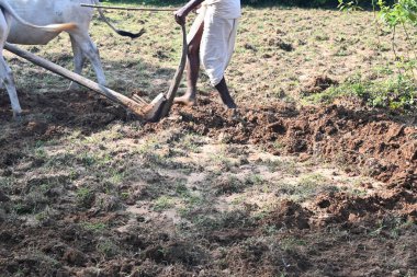 Tarlasında tahta saban süren bir çiftçi. Çiftçi tarlasını ekime hazırlıyor. Yaşlı Hintli bir çiftçi öküzle saban sürüyor. Tarım faaliyetleri.