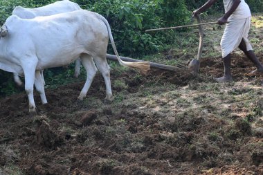 Tarlasında tahta saban süren bir çiftçi. Çiftçi tarlasını ekime hazırlıyor. Yaşlı Hintli bir çiftçi öküzle saban sürüyor. Tarım faaliyetleri.