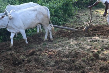 Tarlasında tahta saban süren bir çiftçi. Çiftçi tarlasını ekime hazırlıyor. Yaşlı Hintli bir çiftçi öküzle saban sürüyor. Tarım faaliyetleri.