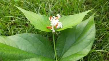 Nyctanthes ağaç tristis çiçeği. Yasemin açan başka isimler, keder ağacı, mercan yasemin ve shiuli. Harsigar ya da parijat çiçeği. Beyaz çiçek. 