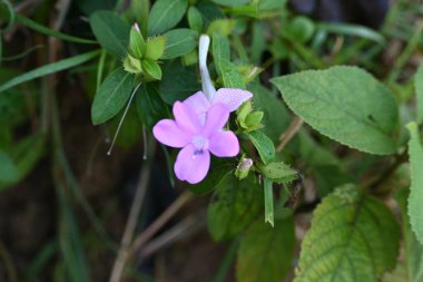 Barleria cristata çiçeği. Diğer adı Filipin menekşesi, BlueBell barleriaand armalı Filipin menekşesi. Bu, Acanthaceae familyasındaki bir tür.. 