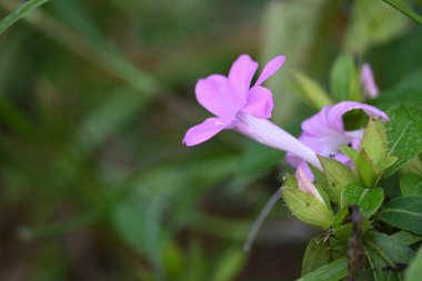 Barleria cristata çiçeği. Diğer adı Filipin menekşesi, BlueBell barleriaand armalı Filipin menekşesi. Bu, Acanthaceae familyasındaki bir tür.. 