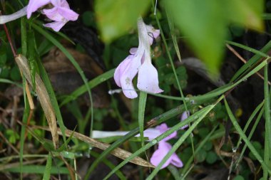 Barleria cristata çiçeği. Diğer adı Filipin menekşesi, BlueBell barleriaand armalı Filipin menekşesi. Bu, Acanthaceae familyasındaki bir tür.. 