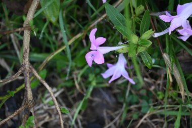 Barleria cristata çiçeği. Diğer adı Filipin menekşesi, BlueBell barleriaand armalı Filipin menekşesi. Bu, Acanthaceae familyasındaki bir tür.. 