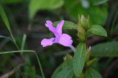 Barleria cristata çiçeği. Diğer adı Filipin menekşesi, BlueBell barleriaand armalı Filipin menekşesi. Bu, Acanthaceae familyasındaki bir tür.. 
