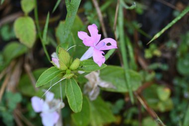 Barleria cristata çiçeği. Diğer adı Filipin menekşesi, BlueBell barleriaand armalı Filipin menekşesi. Bu, Acanthaceae familyasındaki bir tür.. 