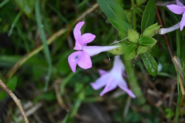 Barleria cristata çiçeği. Diğer adı Filipin menekşesi, BlueBell barleriaand armalı Filipin menekşesi. Bu, Acanthaceae familyasındaki bir tür.. 