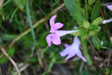Barleria cristata çiçeği. Diğer adı Filipin menekşesi, BlueBell barleriaand armalı Filipin menekşesi. Bu, Acanthaceae familyasındaki bir tür.. 