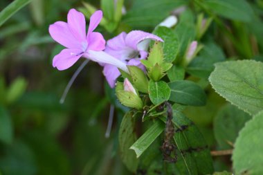Barleria cristata çiçeği. Diğer adı Filipin menekşesi, BlueBell barleriaand armalı Filipin menekşesi. Bu, Acanthaceae familyasındaki bir tür.. 