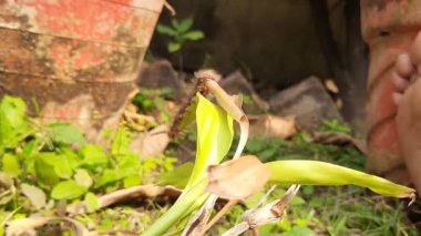 Orgyia lökostigma. Diğer adı da beyaz dişli güve ve tırtıl. Bu, Erebidae familyasından bir güve. Orgyia lökostigma larvası.
