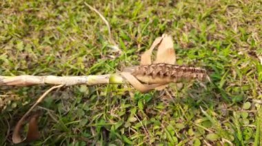 Orgyia lökostigma. Diğer adı da beyaz dişli güve ve tırtıl. Bu, Erebidae familyasından bir güve. Orgyia lökostigma larvası.