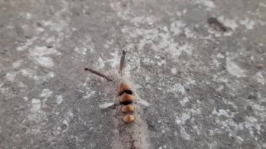 Orgyia lökostigma. Diğer adı da beyaz dişli güve ve tırtıl. Bu, Erebidae familyasından bir güve. Orgyia lökostigma larvası.
