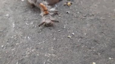 Orgyia lökostigma. Diğer adı da beyaz dişli güve ve tırtıl. Bu, Erebidae familyasından bir güve. Orgyia lökostigma larvası.