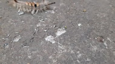 Orgyia lökostigma. Diğer adı da beyaz dişli güve ve tırtıl. Bu, Erebidae familyasından bir güve. Orgyia lökostigma larvası.