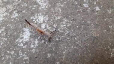 Orgyia lökostigma. Diğer adı da beyaz dişli güve ve tırtıl. Bu, Erebidae familyasından bir güve. Orgyia lökostigma larvası.