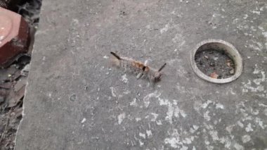 Orgyia lökostigma. Diğer adı da beyaz dişli güve ve tırtıl. Bu, Erebidae familyasından bir güve. Orgyia lökostigma larvası.