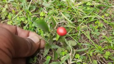 Murraya paniklemiş meyveler. Diğer adı turuncu yasemin, turuncu yasemin ve portakal rengi çiçek. Rutaceae familyasından bir çalı ya da küçük ağaç türü. Kamini meyveleri. 