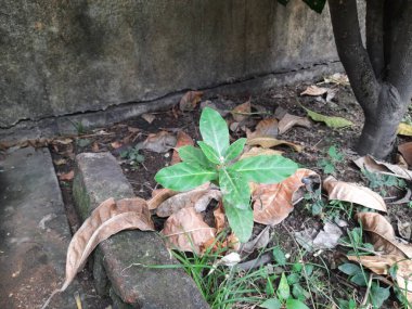 Kalotropis dev çay bitkisi. Diğer adları ise taç çiçeği, dev süt tohumu, yaban otları, kırlangıç otu ve Asclepiad ağacı. Bu bitki birçok Ayurvedic ilaçta kullanılır..