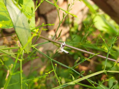 Andrographis paniklemiş çiçek. Diğer adı Yeşil Chireta. Geleneksel olarak enfeksiyonları ve bazı hastalıkları tedavi etmek için kullanılır. Çoğunlukla tıbbi amaçlar için kullanılan yapraklar..