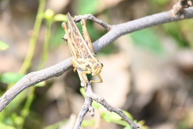 Grasshopperin the field. Its other names Schistocerca americana, American grasshopper, andAmerican bird grasshopper. This is a species ofin the familyAcrididae. It is native to North America. clipart