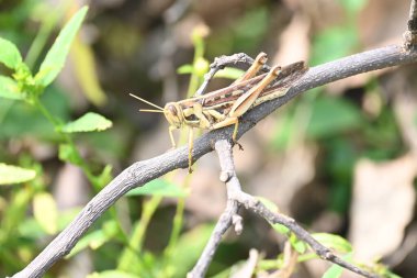 Çekirge tarlada. Diğer adı Schistocerca Americana, Amerikan çekirgesi ve Amerikan kuş çekirgesi. Bu, Acrididae familyasından bir tür. Kuzey Amerika 'ya özgüdür..