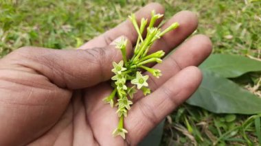 Yasemin çiçeği açan gece. Gece Çiçeği 'nin diğer adları Cestrum Nocturnum Çiçeği, gece açan Jessamine, gece kokulu Jessamine, gece kokulu Cestrum ve zehirli çilek çiçekleri..
