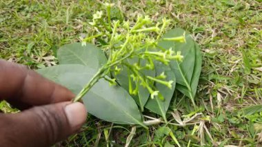 Yasemin çiçeği açan gece. Gece Çiçeği 'nin diğer adları Cestrum Nocturnum Çiçeği, gece açan Jessamine, gece kokulu Jessamine, gece kokulu Cestrum ve zehirli çilek çiçekleri..